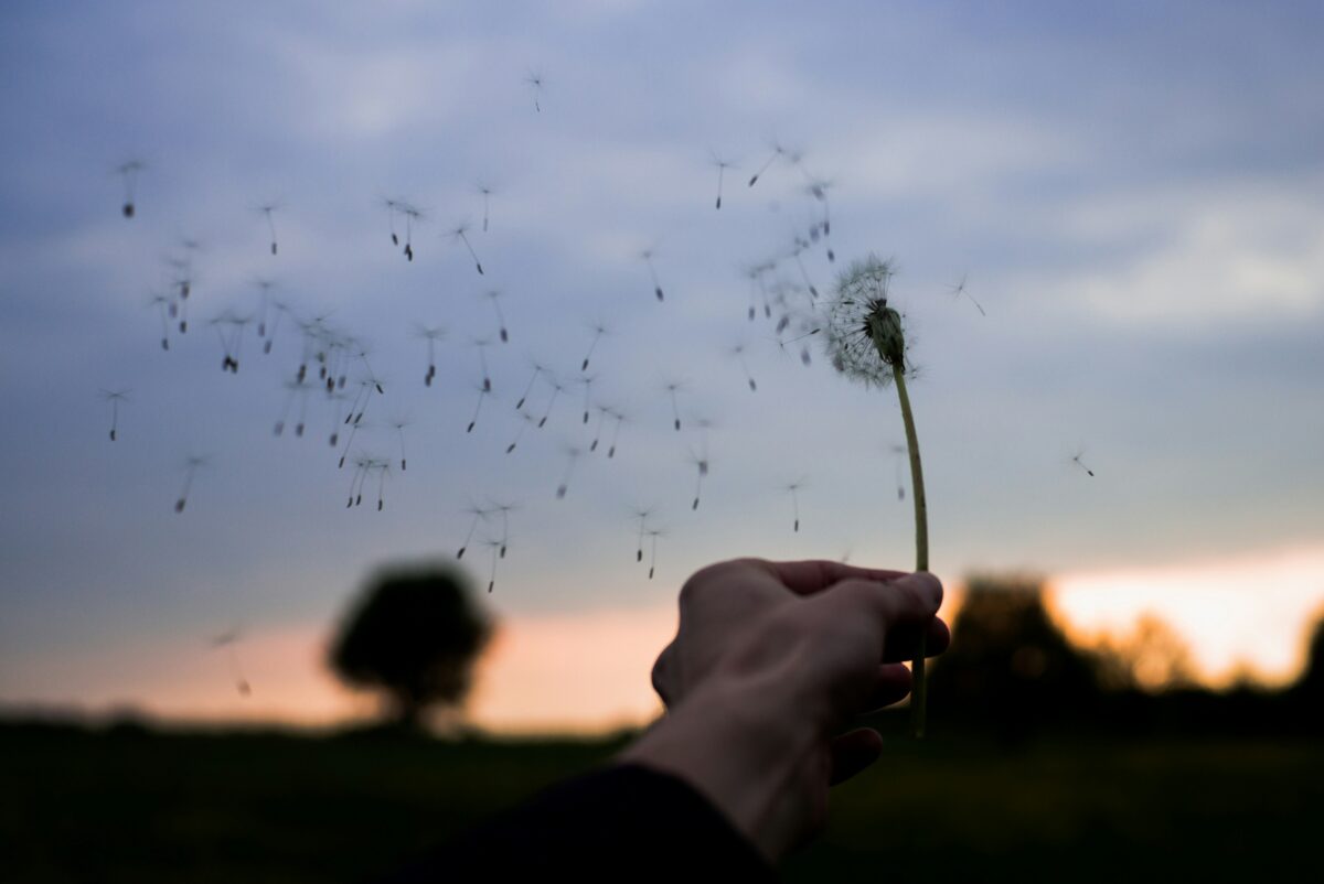 dandelion seeds blowing in wind, being held by a hand.