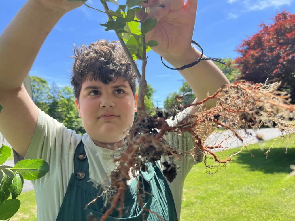 Tween holding up invasive bittersweet with roots visible.